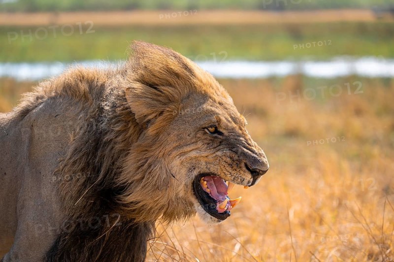 Maned lion, lion (Panthera Leo) hisses, savuti, Chobe National Park National Park, Botswana