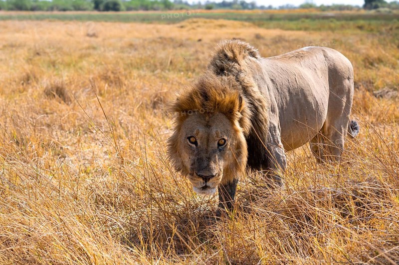 Maned lion (Panthera Leo) lurking in grass, savanna, Savuti, Chobe National Park, Botswana