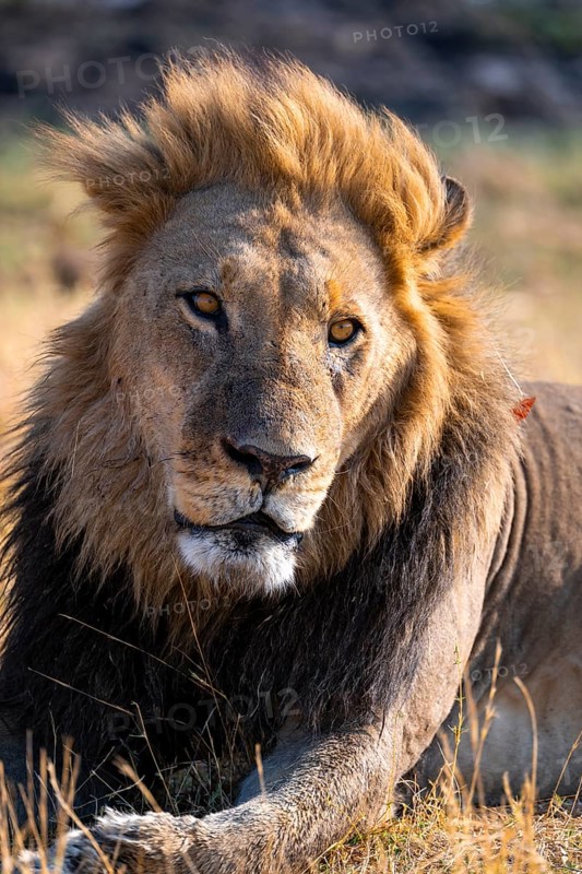 Animal portrait, maned lion (Panthera Leo) lying in grass, savanna, Savuti, Chobe National Park National Park, Botswana