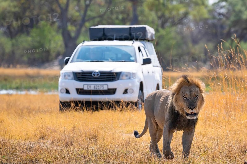 Safari car and maned lion, lion (Panthera Leo) lying in grass, savuti, Chobe National Park National Park, Botswana