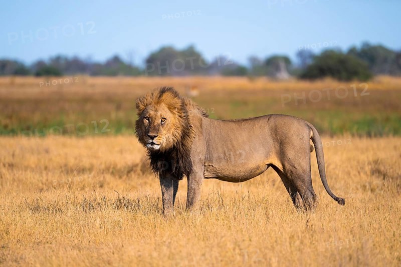 Maned lion, lion (Panthera Leo) standing in grass, savuti, Chobe National Park, Botswana