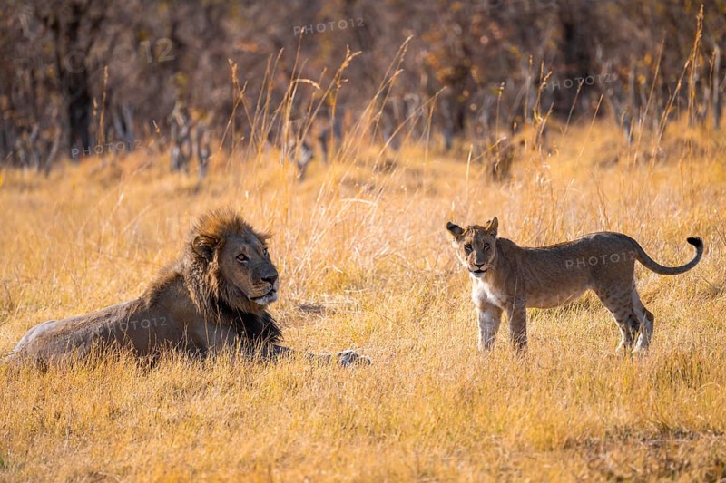 Lion cub and maned lion, lion (Panthera Leo) lying in grass, savuti, Chobe National Park, Botswana