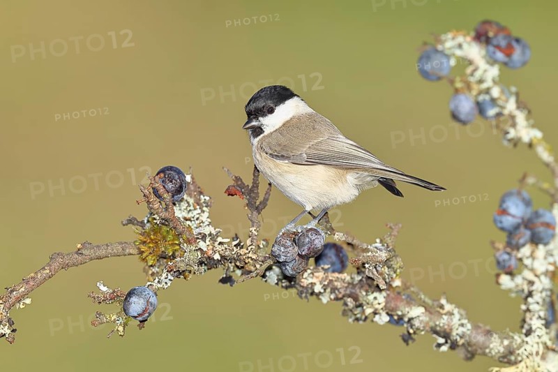 Swamp tit, (Parus palustris), sitting on a branch in a blackthorn bush, (Prunus spinosa), sloes, with ripe fruit, autumn, wildlife, animals, tit family, songbird, birds, Wilnsdorf, North Rhine-Westphalia, Germany