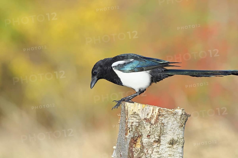 European magpie (Pica pica) sitting on a stump of a grey birch (Betula populifolia), with autumn background, autumn, Indian summer, wildlife, ravens, nature photography, Wilnsdorf, North Rhine-Westphalia, Germany