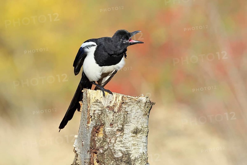 European magpie (Pica pica), sitting on a stump of a gray birch tree (Betula populifolia), with an autumn background, autumn, Indian summer, wildlife, ravens, nature photography, Wilnsdorf, North Rhine-Westphalia, Germany