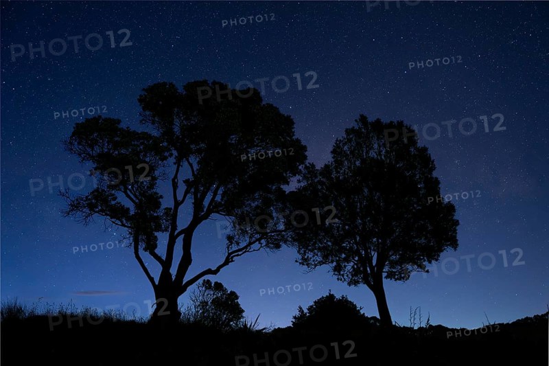 New Zealand Christmas tree (Metrosideros) . Two trees at night, sky with stars. Hahei, Coromandel Peninsula, Waikato, New Zealand