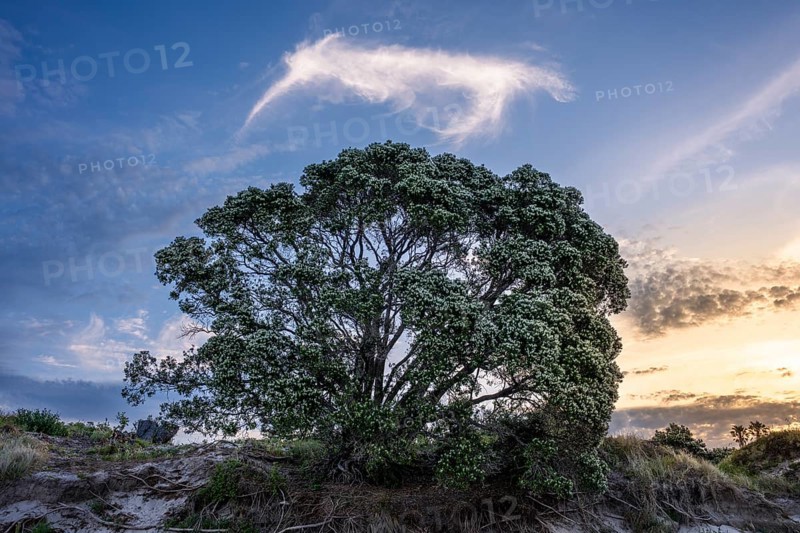 New Zealand Christmas tree (Metrosideros) in the evening, blooming. In the sky, a cloud in the shape of a kiwi. Hahei, Coromandel Peninsula, Waikato, New Zealand