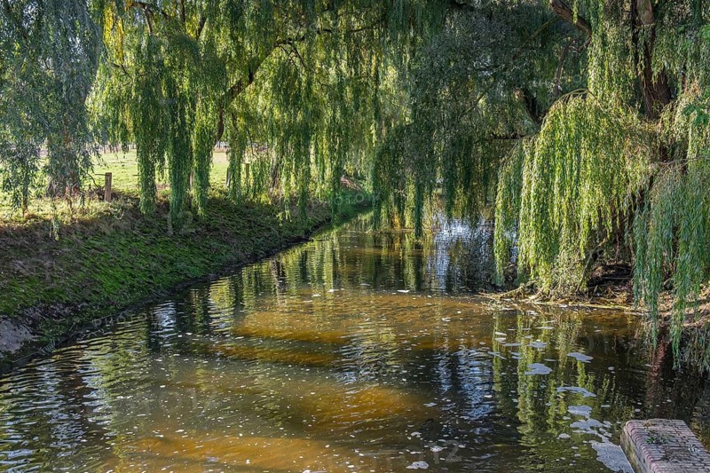 A quiet river surrounded by overhanging willow trees with a peaceful atmosphere, River Dinkel, Heek-Nienborg, Münsterland, North Rhine-Westphalia, Germany