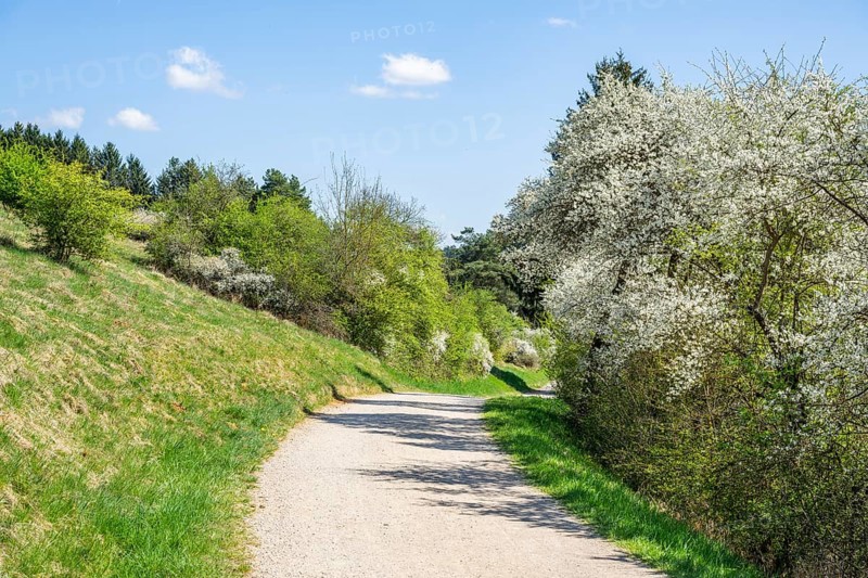 Blackthorn (Prunus spinosa) bushes flowering beside a little road in spring on a sunny day, Bavaria, Germany, Europe, Helena, Neumarkt in der Oberpfalz, Bayern, Deutschland