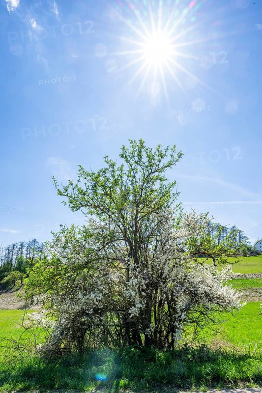 Blackthorn (Prunus spinosa) bushes flowering on a meadow in spring on a sunny day, Bavaria, Germany