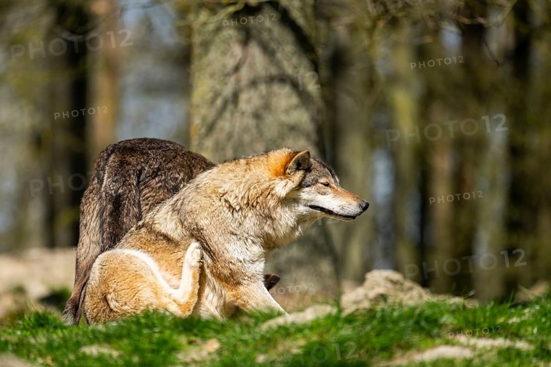 Eastern wolf (Canis lupus lycaon) sitting on a meadow, Bavaria, Germany