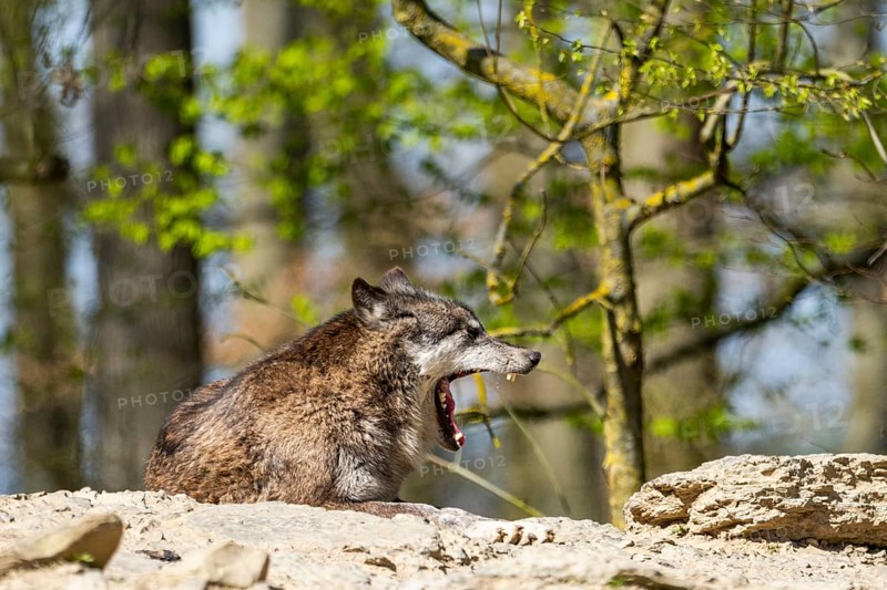 Eastern wolf (Canis lupus lycaon) lying on a little hill, Bavaria, Germany, Europe on a little hill, Bavaria, Germany, Europe