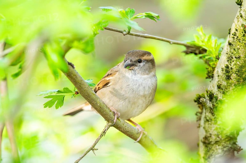 House sparrow (Passer domesticus) sitting on a little branch, Bavaria, Germany