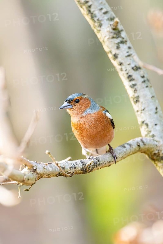 Eurasian chaffinch (Fringilla coelebs) male sitting on a branch, Bavaria, Germany