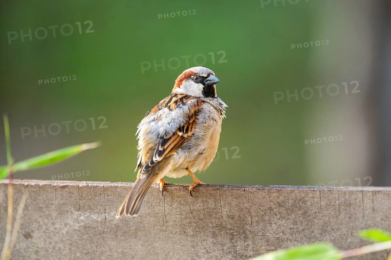 House sparrow (Passer domesticus) sitting on a wall, Bavaria, Germany