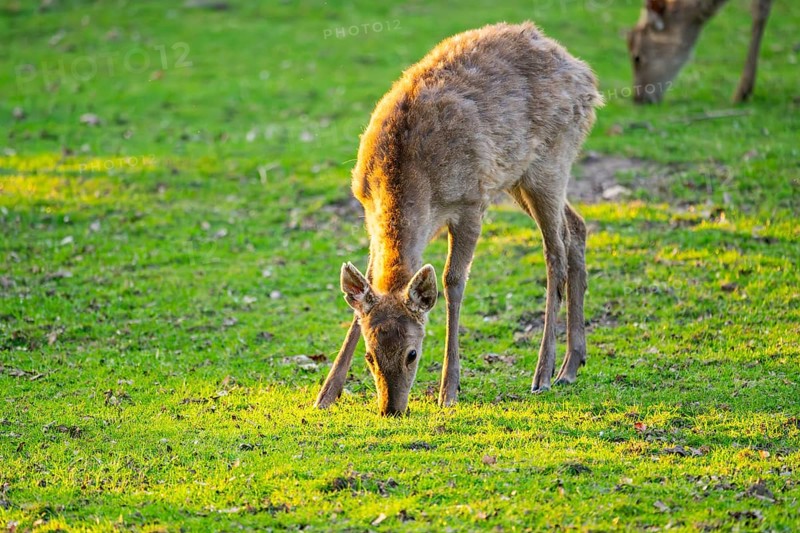 Sika deer (Cervus nippon) hind standing on a meadow, Bavaria, Germany