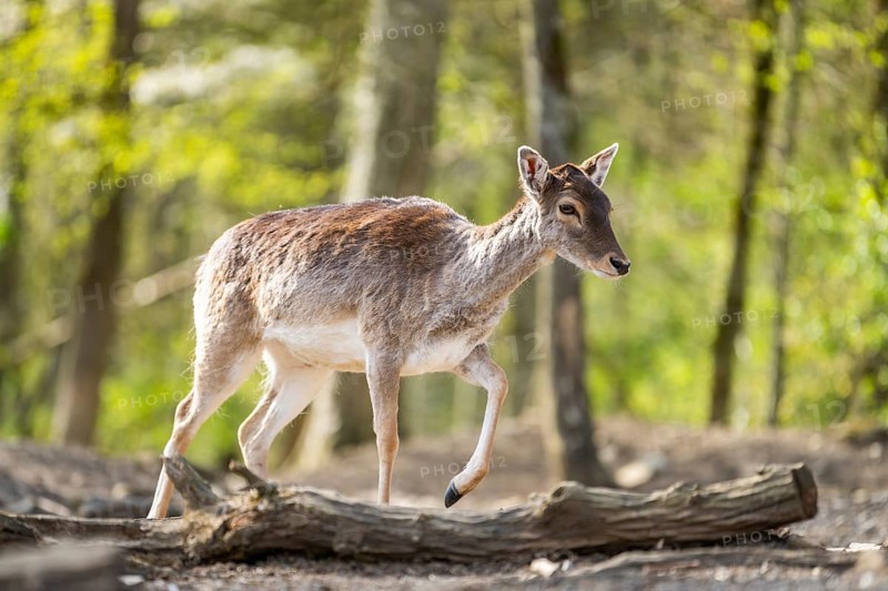 European fallow deer (Dama dama) doe in a forest, Bavaria, Germany