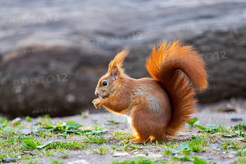 Red squirrel (Sciurus vulgaris) sitting on the ground in a forest, Bavaria, Gernany