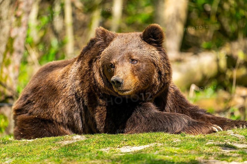 Eurasian brown bear (Ursus arctos arctos) lying on a rock, Bavaria, Germany
