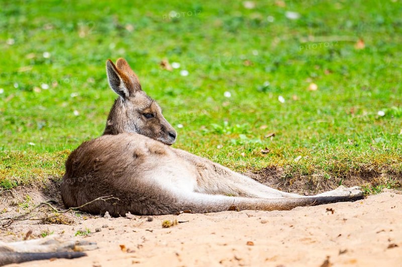 Eastern grey kangaroo (Macropus giganteus) on a meadow, captive, Germany
