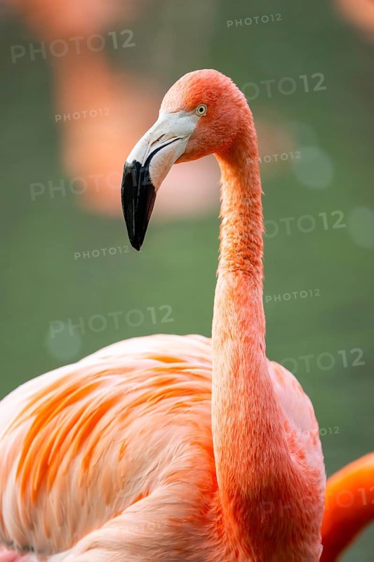 American flamingo (Phoenicopterus ruber), portrait in the water, Germany