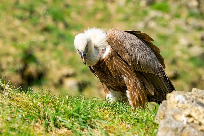 Eurasian griffon vulture (Gyps fulvus) standing on the ground, Bavaria, Germany