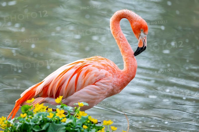 American flamingo (Phoenicopterus ruber) standing in the water, Germany