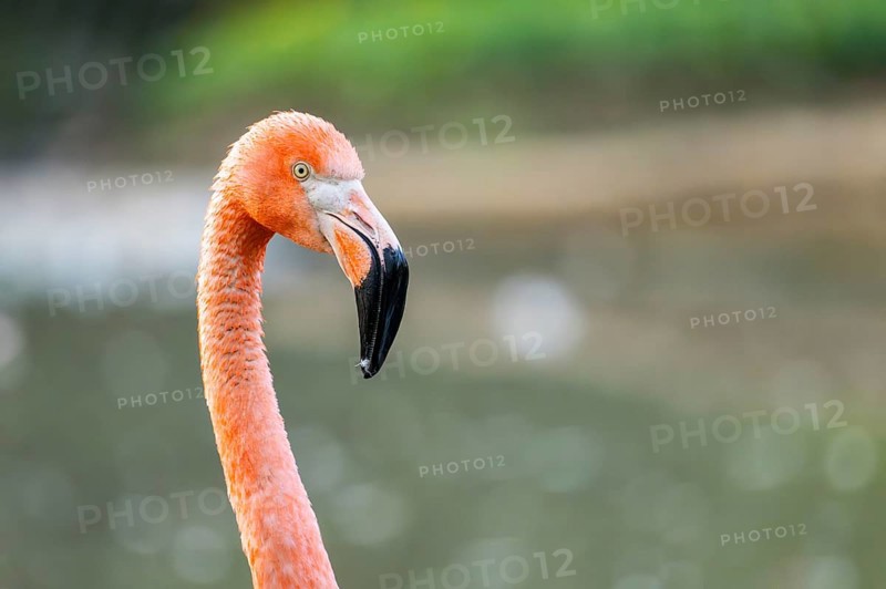 American flamingo (Phoenicopterus ruber), portrait in the water, Germany