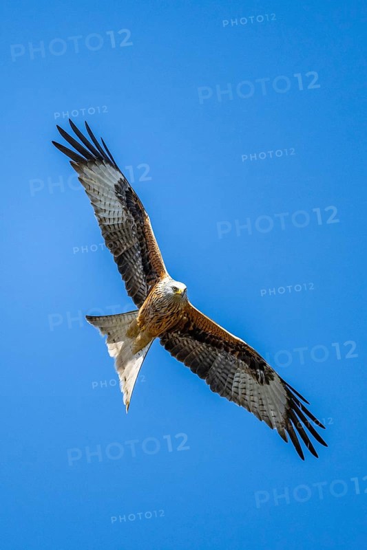 Red kite (Milvus milvus) flying in the sky, Bavaria, Germany