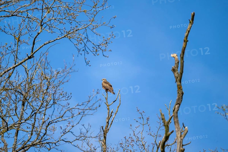Common buzzard (Buteo buteo) sitting on a tree, Bavaria, Germany