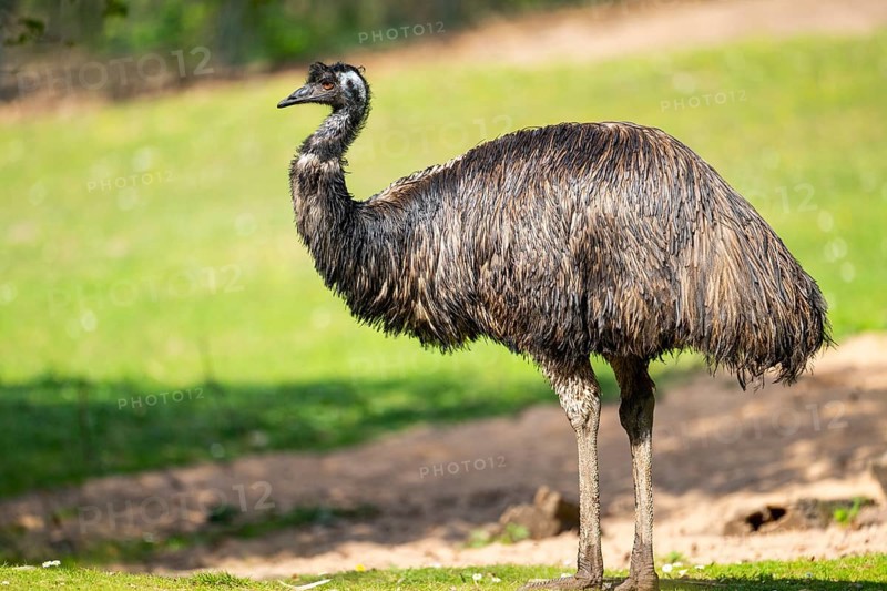 Emu (Dromaius novaehollandiae) standing on the ground, Bavaria, Germany