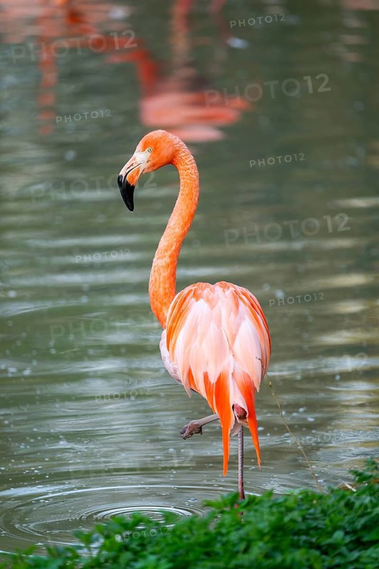 American flamingo (Phoenicopterus ruber) standing in the water, Germany
