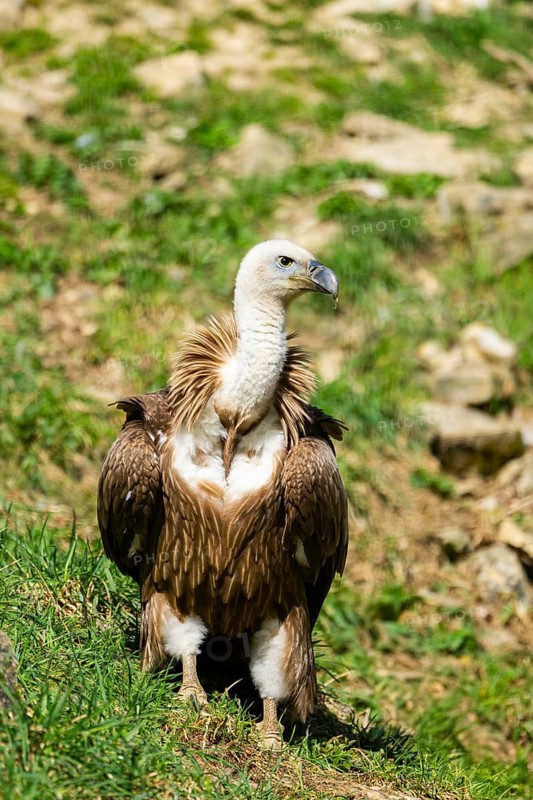 Eurasian griffon vulture (Gyps fulvus) standing on the ground, Bavaria, Germany
