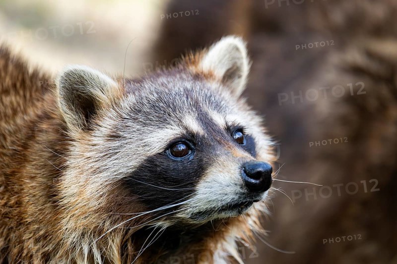 Common raccoon (Procyon lotor), portrait, Bavaria, Germany