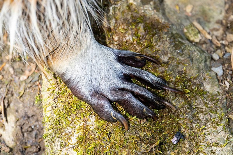 Common raccoon (Procyon lotor), foot, detail, Bavaria, Germany
