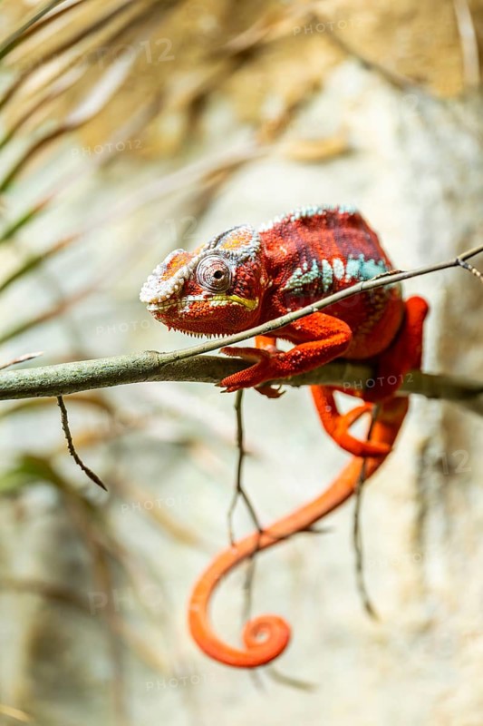 Panther chameleon (Furcifer pardalis) on a branch, Bavaria, Germany