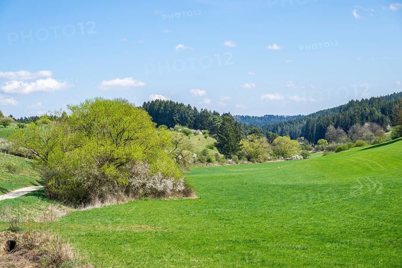 Salix and Blackthorn (Prunus spinosa) bushes growing in a valley in spring on a sunny day, Bavaria, Germany