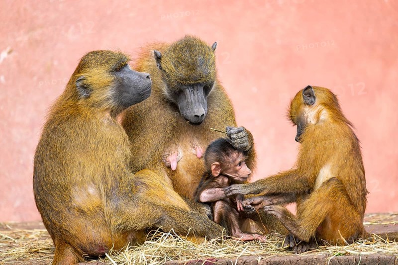 Guinea baboon (Papio papio) family with a new born youngster, captive, Bavaria, Germany