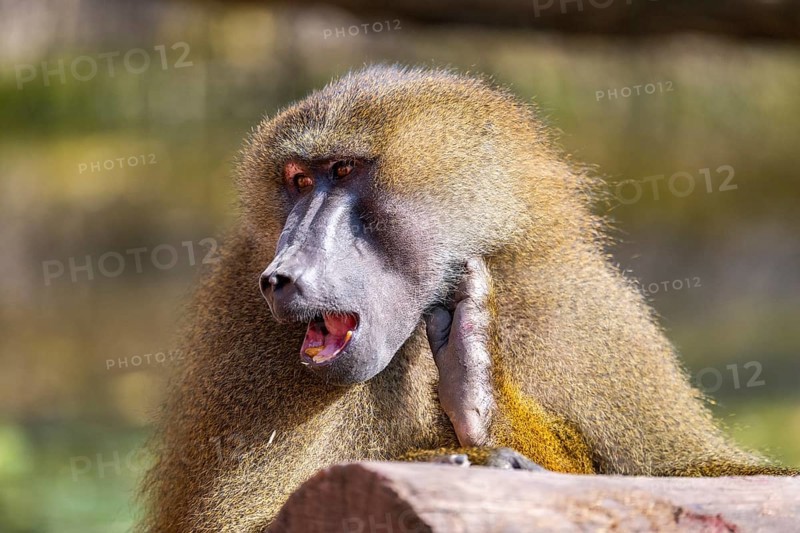 Guinea baboon (Papio papio), portrait, captive, Bavaria, Germany