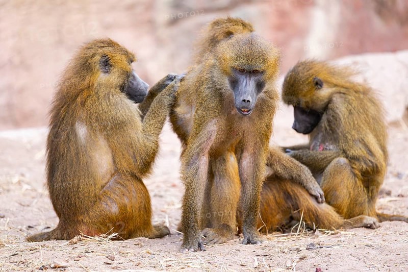 Guinea baboon (Papio papio) family on the ground, captive, Bavaria, Germany
