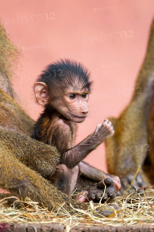 Guinea baboon (Papio papio) new born youngster at its mother, captive, Bavaria, Germany