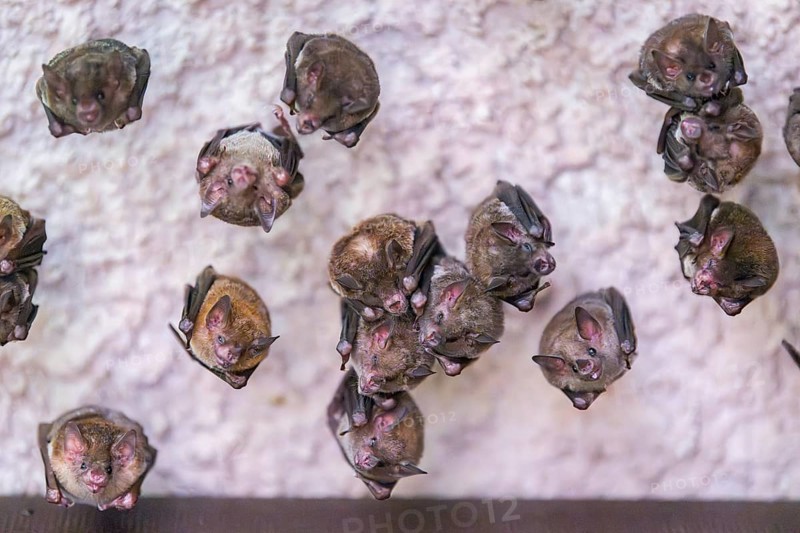 Lesser mouse-eared myotis (Myotis blythii) bats hanging on a wall, Bavaria, Germany