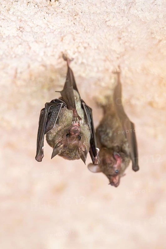 Lesser mouse-eared myotis (Myotis blythii) bats hanging on a wall, Bavaria, Germany
