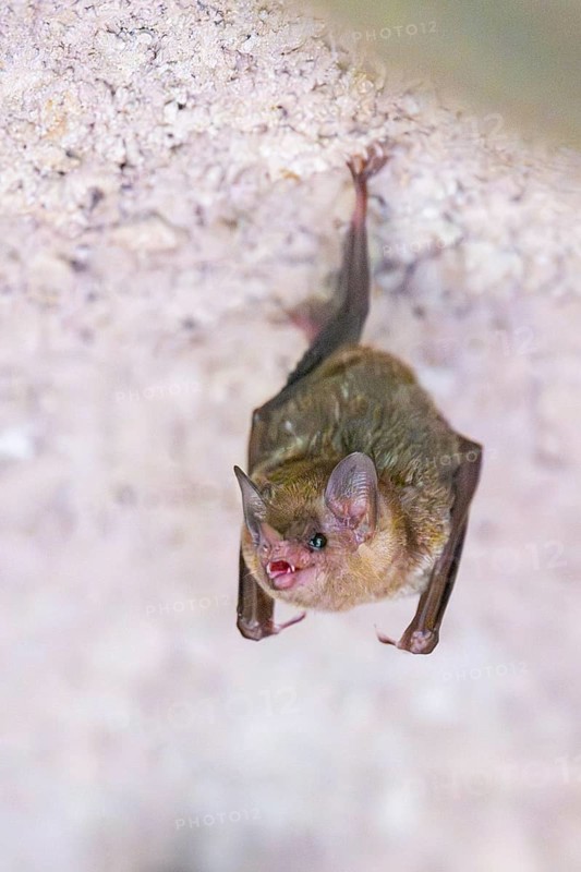 Lesser mouse-eared myotis (Myotis blythii) bat hanging on a wall, Bavaria, Germany