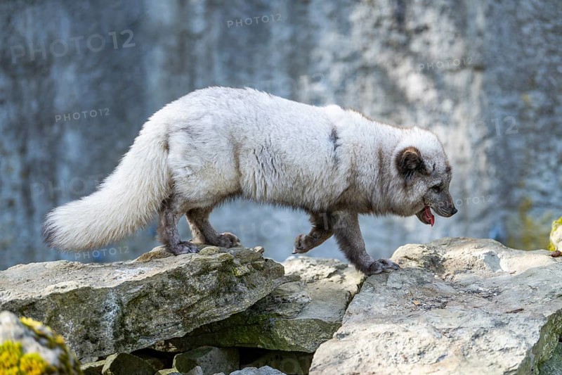 Arctic fox (Vulpes lagopus) running over rocks, Bavaria, Germany