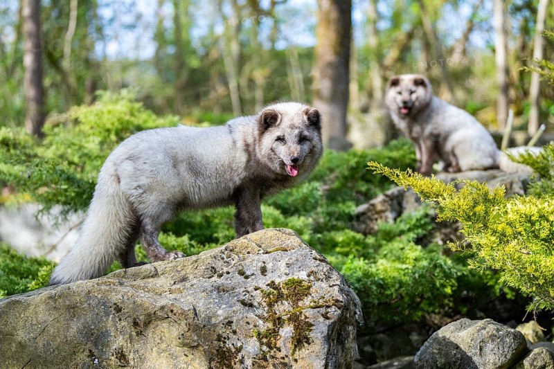 Two arctic foxes (Vulpes lagopus) standing on a rock, Bavaria, Germany