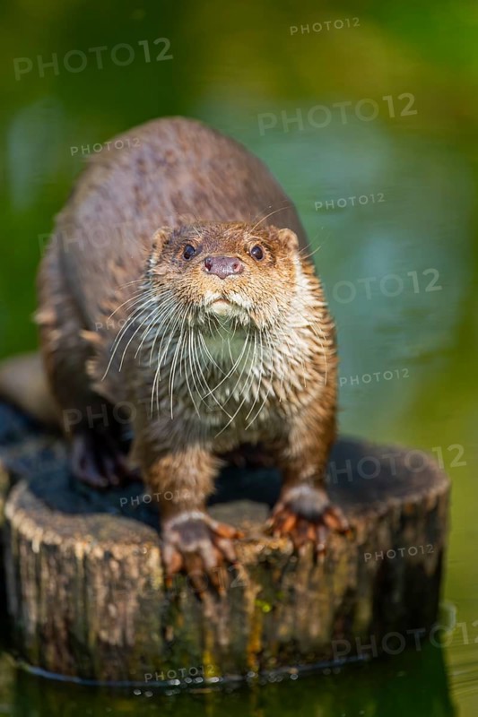 Eurasian otter (Lutra lutra) on a tree trunk in the water of a little lake, Bavaria, Germany