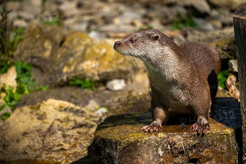 Eurasian otter (Lutra lutra) standing on a rock, Bavaria, Germany