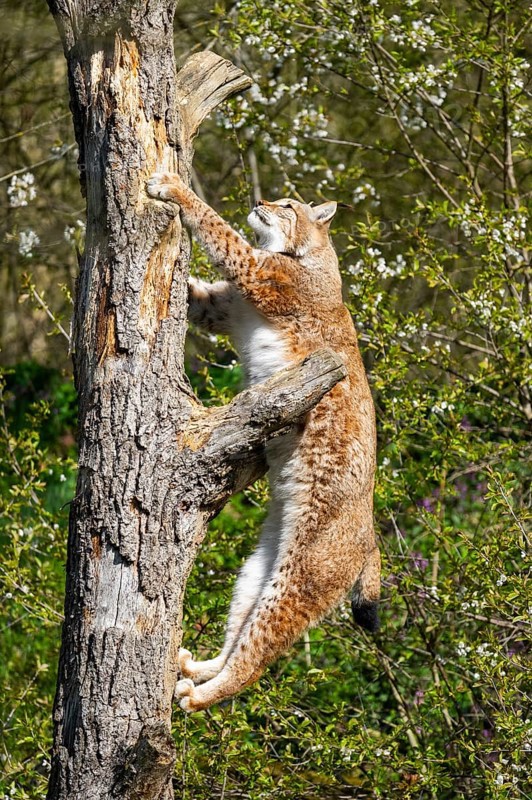 Eurasian lynx (Lynx lynx) climbing on a tree, jumping, Bavaria, Germany