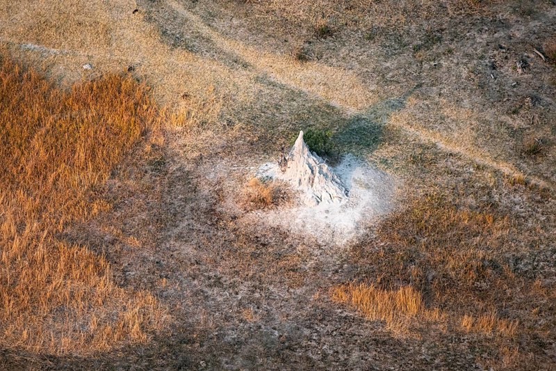 Single termite hill, landscape, aerial view of the Okavango Delta, near Maun, Okavango Delta, Botswana